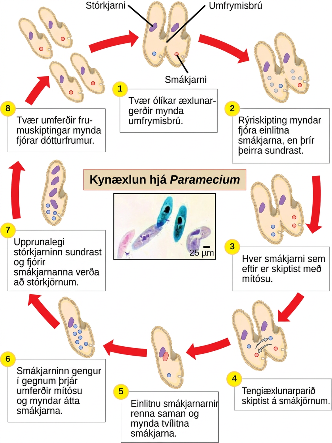 The illustration shows the life cycle of Paramecium. The cycle begins (step 1) when two different mating types form a cytoplasmic bridge, becoming a conjugate pair. Each Paramecium has a macronucleus and a micronucleus. The micronuclei undergo meiosis (step 2), resulting in four haploid micronuclei in each parent cell. Three of these micronuclei disintegrate. The remaining micronuclei divide once by mitosis (step 3), resulting in two micronuclei per cell. The parent cells swap one of these micronuclei (step 4). The two haploid micronuclei then fuse, forming a diploid micronucleus (step 5). The micronucleus undergoes three rounds of mitosis (step 6), resulting in eight micronuclei. The original macronucleus dissolves, and four of the micronuclei become macronuclei (step 7). Two rounds of cell division (step 8) result in four daughter cells per each parent cell, each with one macronucleus and one micronucleus.