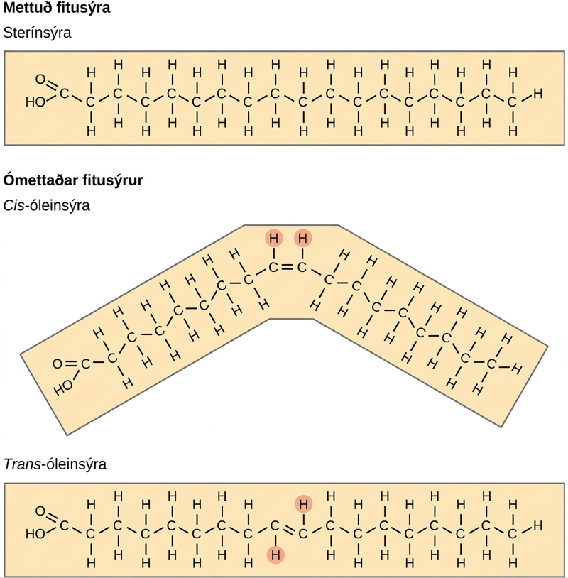 A comparison of saturated and unsaturated fatty acids is shown. Stearic acid, a saturated fatty acid, has a hydrocarbon chain seventeen residues long attached to an acetyl group. Oleic acid also has a seventeen-residue hydrocarbon chain, but a double bond exists between the eighth and ninth carbon in the chain. In cis oleic acid, the hydrogens are on the same side of the double bond. In the cis oleic acid, the 2 hydrogens on the same side cause the chain to bend. In trans oleic acid, they are on opposite sides.