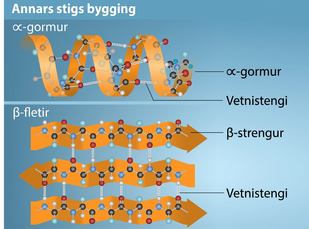 The illustration shows an alpha helix protein structure, which coils like a spring, and a beta-pleated sheet structure, which forms flat sheets stacked together. In an alpha-helix, hydrogen bonding occurs between the carbonyl group of one amino acid and the amino group of the amino acid that occurs four residues later. In a beta-pleated sheet, hydrogen bonding occurs between two different lengths of peptide that are antiparallel to one another.