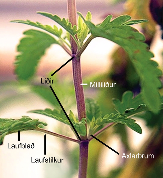 Photo shows a stem. Leaves are attached to petioles, which are small branches that radiate out from the stem. The petioles join the branch at junctions called nodes. The nodes are separated by a length of stem called the internode. Above the petioles, small leaves, auxillary buds, bud out from the node.