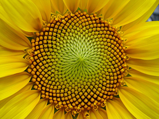 Ljósmynd af sólblómi, einkum sveigðum röðum fræjanna í miðju þess. Fjöldi spírala í hvora átt er alltaf Fibonacci-tala.