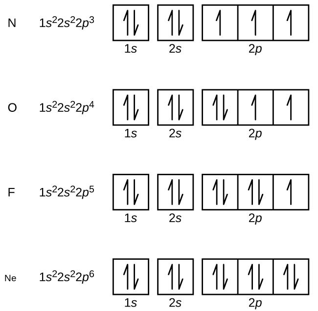 This figure includes electron configurations and orbital diagrams for four elements, N, O, F, and N e. Each diagram consists of two individual squares followed by 3 connected squares in a single row. The first square is labeled below as, “1s.” The second is similarly labeled, “2s.” The connected squares are labeled below as, “2p.” All squares not connected to each other contain a pair of half arrows: one pointing up and the other down. For the element N, the electron configuration is 1s superscript 2 2s superscript 2 2p superscript 3. Each of the squares in the group of 3 contains a single upward pointing arrow for this element. For the element O, the electron configuration is 1s superscript 2 2s superscript 2 2p superscript 4. The first square in the group of 3 contains a pair of arrows and the last two squares contain single upward pointing arrows. For the element F, the electron configuration is 1s superscript 2 2s superscript 2 2p superscript 5. The first two squares in the group of 3 each contain a pair of arrows and the last square contains a single upward pointing arrow. For the element N e, the electron configuration is 1s superscript 2 2s superscript 2 2p superscript 6. The squares in the group of 3 each contains a pair of arrows.