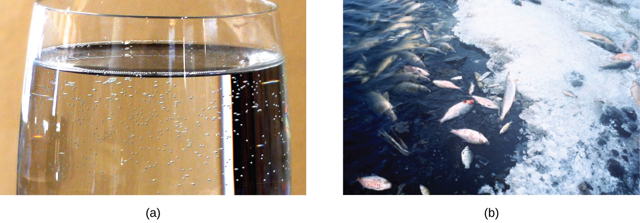 Tvær ljósmyndir eru sýndar. Sú fyrri sýnir efsta hluta gegnsæs, litlauss glass með tærri, litlausri lausn þar sem litlar bólur eru nálægt snertifleti vökvans við ílátið. Seinni myndin sýnir hluta af vatni sem er að hluta til frosið, með dauðum fiskum í vatninu og á ísilögðu yfirborðinu.