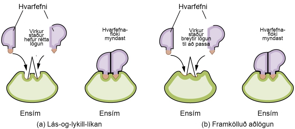 Sýnd er skýringarmynd af tveimur mögulegum víxlverkunum ensíms og hvarfefnis. Í a, sem merkt er „Lás og lykill“, eru sýndar tvær skýringarmyndir. Sú fyrri sýnir grænt fleyglaga form með tveimur litlum dældum af svipaðri stærð á efra borði, en dældin til vinstri er bogadregin og dældin til hægri er oddhvöss. Þetta græna form er merkt „Ensím“. Rétt ofan við þetta form eru tvö minni, óregluleg, ljósfjólublá form sem hvort um sig hefur útskot á neðra borði. Ljósfjólubláa formið til vinstri hefur bogadregið útskot sem passar við lögun dældarinnar til vinstri í græna forminu fyrir neðan. Þetta útskot er litað appelsínugult og hefur bogadregna ör sem liggur frá því niður í samsvarandi dæld í græna forminu. Á sama hátt hefur ljósfjólubláa formið til hægri útskot með oddhvössum enda sem passar við lögun dældarinnar til hægri í græna forminu fyrir neðan. Þetta útskot er litað appelsínugult og hefur bogadregna ör sem liggur frá því niður í samsvarandi dæld í græna forminu. Tvö línustrik liggja frá dældunum í græna forminu og mynda öfuga V-lögun ofan við dældirnar. Ofan við þetta og á milli ljósfjólubláu formanna er merkingin „Hvarfstöð hefur rétta lögun“. Merkingin „Hvarfefni“ er efst á myndinni með línustrikum sem liggja að ljósfjólubláu formunum tveimur. Til hægri við þessa mynd er önnur mynd sem sýnir ljósfjólubláu formin hlið við hlið, þar sem þau falla þétt að dældunum í græna forminu, sem er merkt „Ensím“. Ofan við þessa mynd er merkingin „Ensím-hvarfefnisflóki myndaður“. Í b, sem merkt er „Framkölluð aðlögun“, eru sýndar tvær skýringarmyndir. Sú fyrri sýnir grænt fleyglaga form með tveimur litlum dældum af svipaðri stærð á efra borði, en með óreglulega lögun. Þetta græna form er merkt „Ensím“. Rétt ofan við þetta form eru tvö minni óregluleg ljósfjólublá form sem hvort um sig hefur útskot á neðra borði. Ljósfjólubláa formið til vinstri hefur bogadregið útskot. Þetta útskot er litað appelsínugult og hefur bogadregna ör sem liggur frá því niður í óreglulegu dældina rétt fyrir neðan það í græna forminu. Á sama hátt hefur ljósfjólubláa formið til hægri útskot með oddhvössum enda. Þetta útskot er litað appelsínugult og hefur bogadregna ör sem liggur frá því niður í óreglulegu dældina rétt fyrir neðan það í græna forminu. Tvö línustrik liggja frá dældunum í græna forminu og mynda öfuga V-lögun ofan við dældirnar. Ofan við þetta og á milli ljósfjólubláu formanna er merkingin „Hvarfstöð breytist til að passa“. Merkingin „Hvarfefni“ er efst á myndinni með línustrikum sem liggja að ljósfjólubláu formunum tveimur. Til hægri við þessa mynd er önnur mynd sem sýnir fjólubláu formin hlið við hlið, þar sem þau falla þétt að dældunum í græna forminu, sem er merkt „Ensím“. Ofan við þessa mynd er merkingin „Ensím-hvarfefnisflóki myndaður“. Útskotin frá ljósfjólubláu formunum passa við lögun dældanna í græna forminu, sem leiðir til þess að þau falla rétt saman.