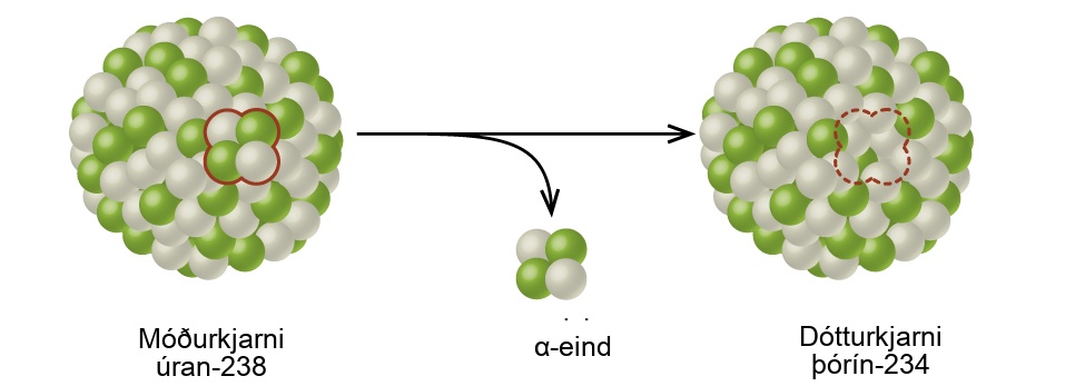 A diagram shows two spheres composed of many smaller white and green spheres connected by a right-facing arrow with another, down-facing arrow coming off of it. The left sphere, labeled “Parent nucleus uranium dash 238” has two white and two green spheres that are near one another and are outlined in red. These two green and two white spheres are shown near the tip of the down-facing arrow and labeled “alpha particle.” The right sphere, labeled “Daughter nucleus radon dash 234,” looks the same as the left, but has a space for four smaller spheres outlined with a red dotted line.