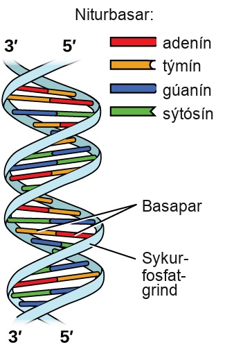 Tvær myndir eru sýndar. Fyrri myndin er vinstra megin á síðunni og sýnir gormabyggingu líkt og snúinn stiga þar sem þrep stigans, merkt „Basapar“, eru rauðar, gular, grænar og bláar paraðar stikur. Rauðu og gulu stikurnar, sem eru alltaf paraðar saman, eru merktar í skýringum, sem bera titilinn „Niturbasar“, sem „adenín“ og „týmín“. Bláu og grænu stikurnar, sem eru alltaf paraðar saman, eru merktar í skýringum sem „gúanín“ og „sýtósín“. Efst á gormabyggingunni er vinstri hliðarhandriðið, eða „Sykur-fosfat uppistaða“, merkt sem „3, príma“ en sú hægri er merkt sem „5, príma“. Þessum merkingum er snúið við neðst á gorminum. Hægra megin á síðunni er stór Lewis-bygging. Efsta vinstra horn þessarar byggingar, merkt „5, príma“, sýnir fosfórfrumeind sem er eintengd við þrjár súrefnisfrumeindir, þar sem ein hefur neikvæða hleðslu í hávísi, og tvítengd við fjórðu súrefnisfrumeindina. Ein af eintengdu súrefnisfrumeindunum er eintengd við vinstra horn fimmhyrnds hrings með súrefnisfrumeind á efsta punkti sínum og sem er eintengd við súrefnisfrumeind neðst til vinstri. Þessi súrefnisfrumeind er eintengd við fosfórfrumeind sem er eintengd við tvær aðrar vetnisfrumeindir og tvítengd við fjórðu súrefnisfrumeindina. Neðri vinstri hluti þessara súrefnisfrumeinda er eintengdur við aðra súrefnisfrumeind sem er eintengd við fimmhyrndan hring með súrefni í efra tengisætinu. Neðst til vinstri á þessum hring er hýdroxýlhópur tengdur við hann á meðan efra hægra kolefnið er eintengt við niturfrumeind sem er hluti af fimmhyrndum hring sem er tengdur við sexhyrndan hring. Báðir þessir hringar hafa ómettunarpunkta og niturfrumeindir tengdar inn í byggingar sínar. Hægra megin á sexhyrnda hringnum eru tveir eintengdir amínhópar og tvítengt súrefni. Þrjár aðskildar punktalínur ná frá þessum stöðum til samsvarandi staða á öðrum sexhyrndum hring. Þessi hringur hefur ómettunarpunkta og niturfrumeind í neðra hægra tengisætinu sem er eintengd við fimmhyrndan hring hægra megin á myndinni. Þessi hringur er eintengdur við kolefni sem er eintengt við súrefni sem er eintengt við fosfór. Fosfórinn er eintengdur við tvær aðrar súrefnisfrumeindir og tvítengdur við fjórðu súrefnisfrumeindina. Þessi hópur er merktur „5, príma“. Fimmhyrndi hringurinn er einnig tengdur á efri hliðinni við súrefni sem er tengt við fosfór sem er eintengdur við tvær aðrar súrefnisfrumeindir og tvítengdur við fjórðu súrefnisfrumeindina. Efra vinstra súrefni þessa hóps er eintengt við kolefni sem er eintengt við fimmhyrndan hring með súrefni í neðsta tengisætinu. Þessi hringur hefur hýdroxýlhóp á efri hægri hlið sinni sem er merktur „3, príma“ og er tengdur á vinstri hliðinni við nitur sem er hluti af fimmhyrndum hring. Þessi hringur er tengdur við sexhyrndan hring og báðir hafa ómettunarpunkta. Þessi hringur hefur nitur á vinstri hliðinni, auk amínhóps, sem hafa tvær punktalínur sem liggja frá þeim til súrefnis og amínhóps á sexhyrndum hring. Þessar punktalínur eru merktar „Vetnistengi“. Sexhyrndi hringurinn hefur einnig tvítengt súrefni á neðri hlið sinni og niturfrumeind á vinstri hlið sinni sem er eintengd við fimmhyrndan hring. Þessi hringur tengist tveimur fosfathópunum sem nefndir voru í upphafi þessa til að mynda stóran hring. Nafnið „gúanín“ er skrifað fyrir neðan neðri vinstri hlið þessarar myndar á meðan nafnið „sýtósín“ er skrifað neðst til hægri. Nafnið „týmín“ er skrifað fyrir ofan hægri hlið myndarinnar og „adenín“ er skrifað efst til hægri. Þrír hlutar eru tilgreindir fyrir neðan myndirnar þar sem sá vinstri er merktur „Sykur-fosfat uppistaða“, sá í miðjunni er merktur „Basar“ og sá hægri er merktur „Sykur-fosfat uppistaða“.