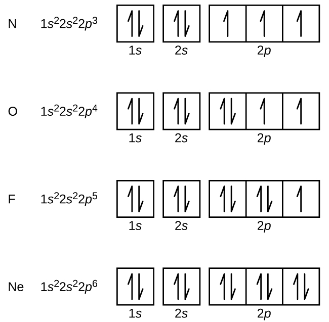 This figure includes electron configurations and orbital diagrams for four elements, N, O, F, and N e. Each diagram consists of two individual squares followed by 3 connected squares in a single row. The first square is labeled below as, “1s.” The second is similarly labeled, “2s.” The connected squares are labeled below as, “2p.” All squares not connected to each other contain a pair of half arrows: one pointing up and the other down. For the element N, the electron configuration is 1s superscript 2 2s superscript 2 2p superscript 3. Each of the squares in the group of 3 contains a single upward pointing arrow for this element. For the element O, the electron configuration is 1s superscript 2 2s superscript 2 2p superscript 4. The first square in the group of 3 contains a pair of arrows and the last two squares contain single upward pointing arrows. For the element F, the electron configuration is 1s superscript 2 2s superscript 2 2p superscript 5. The first two squares in the group of 3 each contain a pair of arrows and the last square contains a single upward pointing arrow. For the element N e, the electron configuration is 1s superscript 2 2s superscript 2 2p superscript 6. The squares in the group of 3 each contains a pair of arrows.