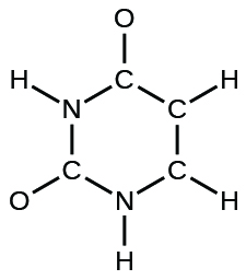 A Lewis hexagonal ring structure is shown. From the top of the ring (moving clockwise), three carbon atoms, one nitrogen atom, a carbon atom, and a nitrogen atom are með eintengi to each another. The top carbon atom is með eintengi to an oxygen atom. The second and third carbons and the nitrogen atom are each með eintengi to a hydrogen atom. The next carbon atom is með eintengi to an oxygen atom, and the last nitrogen atom is með eintengi to a hydrogen atom.