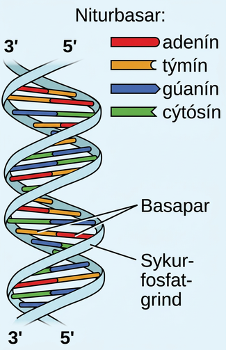 Tvær myndir eru sýndar. Fyrri myndin er vinstra megin á síðunni og sýnir gormabyggingu líkt og snúinn stiga þar sem þrep stigans, merkt „Basapar“, eru rauðar, gular, grænar og bláar paraðar stikur. Rauðu og gulu stikurnar, sem eru alltaf paraðar saman, eru merktar í skýringum, sem bera titilinn „Niturbasar“, sem „adenín“ og „týmín“. Bláu og grænu stikurnar, sem eru alltaf paraðar saman, eru merktar í skýringum sem „gúanín“ og „sýtósín“. Efst á gormabyggingunni er vinstri hliðarhandriðið, eða „Sykur-fosfat uppistaða“, merkt sem „3, príma“ en sú hægri er merkt sem „5, príma“. Þessum merkingum er snúið við neðst á gorminum. Hægra megin á síðunni er stór Lewis-bygging. Efsta vinstra horn þessarar byggingar, merkt „5, príma“, sýnir fosfórfrumeind sem er eintengd við þrjár súrefnisfrumeindir, þar sem ein hefur neikvæða hleðslu í hávísi, og tvítengd við fjórðu súrefnisfrumeindina. Ein af eintengdu súrefnisfrumeindunum er eintengd við vinstra horn fimmhyrnds hrings með súrefnisfrumeind á efsta punkti sínum og sem er eintengd við súrefnisfrumeind neðst til vinstri. Þessi súrefnisfrumeind er eintengd við fosfórfrumeind sem er eintengd við tvær aðrar vetnisfrumeindir og tvítengd við fjórðu súrefnisfrumeindina. Neðri vinstri hluti þessara súrefnisfrumeinda er eintengdur við aðra súrefnisfrumeind sem er eintengd við fimmhyrndan hring með súrefni í efra tengisætinu. Neðst til vinstri á þessum hring er hýdroxýlhópur tengdur við hann á meðan efra hægra kolefnið er eintengt við niturfrumeind sem er hluti af fimmhyrndum hring sem er tengdur við sexhyrndan hring. Báðir þessir hringar hafa ómettunarpunkta og niturfrumeindir tengdar inn í byggingar sínar. Hægra megin á sexhyrnda hringnum eru tveir eintengdir amínhópar og tvítengt súrefni. Þrjár aðskildar punktalínur ná frá þessum stöðum til samsvarandi staða á öðrum sexhyrndum hring. Þessi hringur hefur ómettunarpunkta og niturfrumeind í neðra hægra tengisætinu sem er eintengd við fimmhyrndan hring hægra megin á myndinni. Þessi hringur er eintengdur við kolefni sem er eintengt við súrefni sem er eintengt við fosfór. Fosfórinn er eintengdur við tvær aðrar súrefnisfrumeindir og tvítengdur við fjórðu súrefnisfrumeindina. Þessi hópur er merktur „5, príma“. Fimmhyrndi hringurinn er einnig tengdur á efri hliðinni við súrefni sem er tengt við fosfór sem er eintengdur við tvær aðrar súrefnisfrumeindir og tvítengdur við fjórðu súrefnisfrumeindina. Efra vinstra súrefni þessa hóps er eintengt við kolefni sem er eintengt við fimmhyrndan hring með súrefni í neðsta tengisætinu. Þessi hringur hefur hýdroxýlhóp á efri hægri hlið sinni sem er merktur „3, príma“ og er tengdur á vinstri hliðinni við nitur sem er hluti af fimmhyrndum hring. Þessi hringur er tengdur við sexhyrndan hring og báðir hafa ómettunarpunkta. Þessi hringur hefur nitur á vinstri hliðinni, auk amínhóps, sem hafa tvær punktalínur sem liggja frá þeim til súrefnis og amínhóps á sexhyrndum hring. Þessar punktalínur eru merktar „Vetnistengi“. Sexhyrndi hringurinn hefur einnig tvítengt súrefni á neðri hlið sinni og niturfrumeind á vinstri hlið sinni sem er eintengd við fimmhyrndan hring. Þessi hringur tengist tveimur fosfathópunum sem nefndir voru í upphafi þessa til að mynda stóran hring. Nafnið „gúanín“ er skrifað fyrir neðan neðri vinstri hlið þessarar myndar á meðan nafnið „sýtósín“ er skrifað neðst til hægri. Nafnið „týmín“ er skrifað fyrir ofan hægri hlið myndarinnar og „adenín“ er skrifað efst til hægri. Þrír hlutar eru tilgreindir fyrir neðan myndirnar þar sem sá vinstri er merktur „Sykur-fosfat uppistaða“, sá í miðjunni er merktur „Basar“ og sá hægri er merktur „Sykur-fosfat uppistaða“.