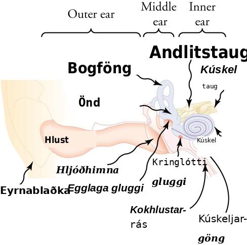 Ytra eyrað inniheldur hlustina, miðeyrað inniheldur hljóðhimnuna og sporöskjulaga gluggann og innra eyrað inniheldur kuðunginn.
