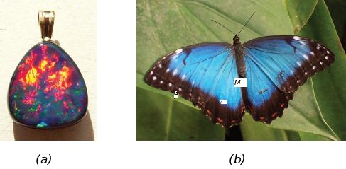 (a) Photograph of an opal, with a rounded triangular shape. Most of the upper portion of the triangle is red and yellow. The lower portion is blue, green, and purple. (b) Photograph of a butterfly on a leaf. The wings are blue with white spots at the points of the wings and black bands at the rear edges of the wings.