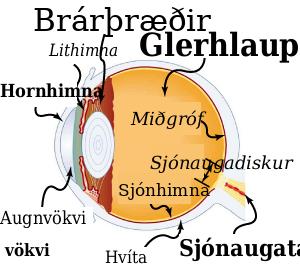Þversnið af auga sýnir hornhimnu, lithimnu, sjáaldur, augastein, brárvöðva, sjónhimnu, sjóngróf, blinda blettinn og sjóntaug.