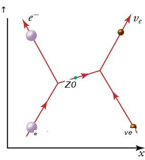 Feynman-mynd sýnir rafeind og rafeindarfiseind skiptast á sýndar-Z⁰-bóseind sem miðlar veika kjarnakraftinum.