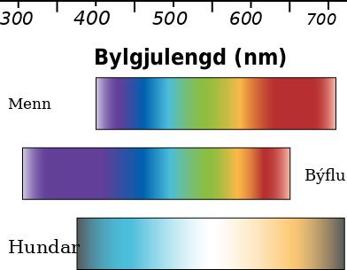Litasvið manna, býflugna og hunda borin saman eftir bylgjulengd.