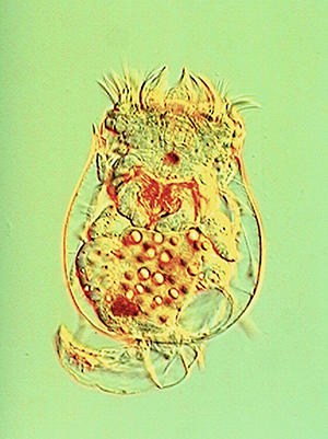 Photo of freshwater alga. A flat green object with a rough texture is divided into forking branches. The largest resembles the letter Y with a very thick stem, tipped to the left so the stem is horizontal. Both arms of the Y fork into two very small branches. Joined to the base of the stem of the Y are other pairs of branches that resemble the letter V, one above and one below, and both angled slightly to the left. Each arm of the V splits into two branches, and then again into very small branches. A mirror image of the Y and two V’s is to the right and the two Y stems are joined.