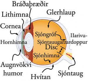 Þversnið af auga sýnir hornhimnu, lithimnu, sjáaldur, augastein, brárvöðva, sjónhimnu, sjóngróf, blinda blettinn og sjóntaug.
