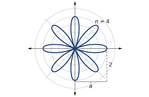 Skissa af rósinni r=2*cos(4 theta). Hvert krónublað nær út í fjarlægðina 2 og þau eru 2n talsins (hér 2*4=8 sinnum).