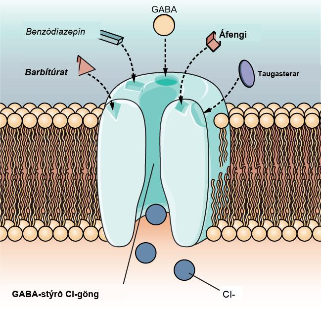 An illustration of a GABA-gated chloride channel in a cell membrane shows receptor sites for barbiturate, benzodiazepine, GABA, alcohol, and neurosteroids, as well as three negatively-charged chloride ions passing through the channel. Each drug type has a specific shape, such as triangular, rectangular or square, which corresponds to a similarly shaped receptor spot.