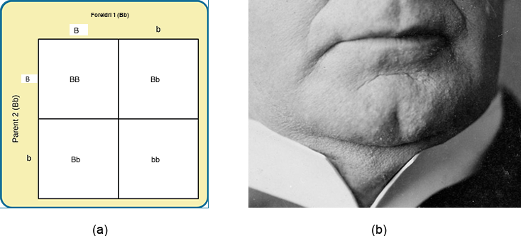 Image (a) is a Punnett square showing the four possible combinations (Bb, bb, Bb, bb) resulting from the pairing of a bb parent and a Bb parent. Image (b) is a close-up photograph showing a cleft chin.