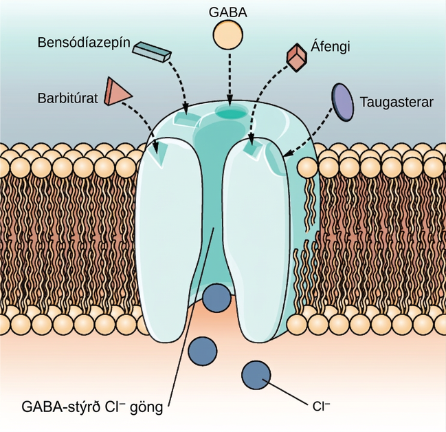 An illustration of a GABA-gated chloride channel in a cell membrane shows receptor sites for barbiturate, benzodiazepine, GABA, alcohol, and neurosteroids, as well as three negatively-charged chloride ions passing through the channel. Each drug type has a specific shape, such as triangular, rectangular or square, which corresponds to a similarly shaped receptor spot.