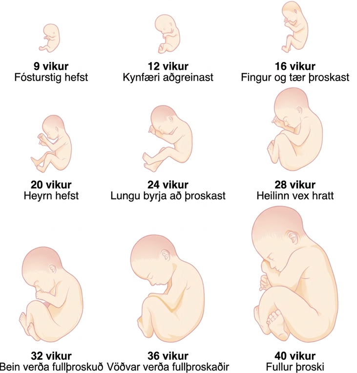 Myndaröð sýnir fóstur vaxa og þroskast frá 9. til 40. viku: fósturstig hefst, kynfæri aðgreinast, fingur og tær þroskast, heyrn hefst, lungu byrja að þroskast, heili vex hratt, bein fullþroskast, vöðvar fullþroskast og fullri meðgöngu er náð.