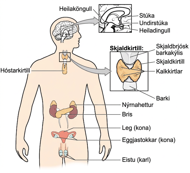 A diagram of the human body illustrates the locations of the thymus, several parts within the brain (pineal gland, thalamus, hypothalamus, pituitary gland), several parts within the thyroid (cartilage of the larynx, thyroid gland, parathyroid glands, trachea), the adrenal glands, pancreas, uterus (female), ovaries (female), and testes (male).