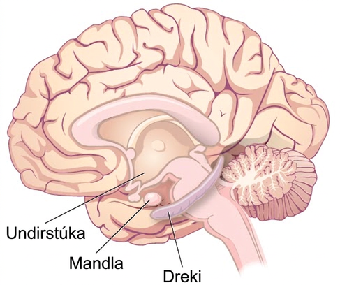 An illustration shows the locations of parts of the brain involved in the limbic system: the hypothalamus, amygdala, and hippocampus.