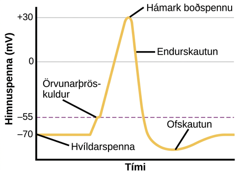 A graph shows the increase, peak, and decrease in membrane potential. The millivolts through the phases are approximately -70mV at resting potential, -55mV at threshold of excitation, 30mV at peak action potential, 5mV at repolarization, and -80mV at hyperpolarization.