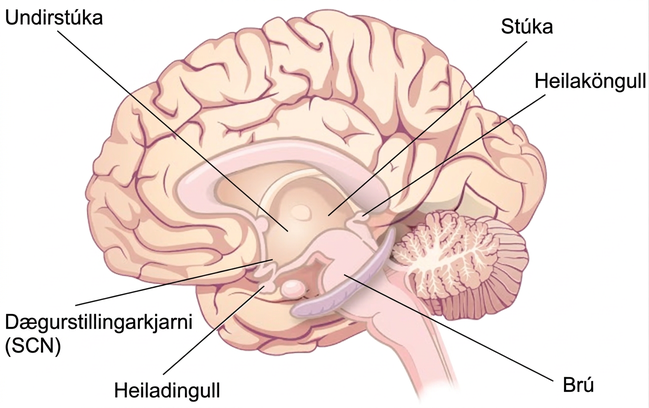 An illustration of a brain shows the locations of the hypothalamus, thalamus, pons, suprachiasmatic nucleus, pituitary gland, and pineal gland.