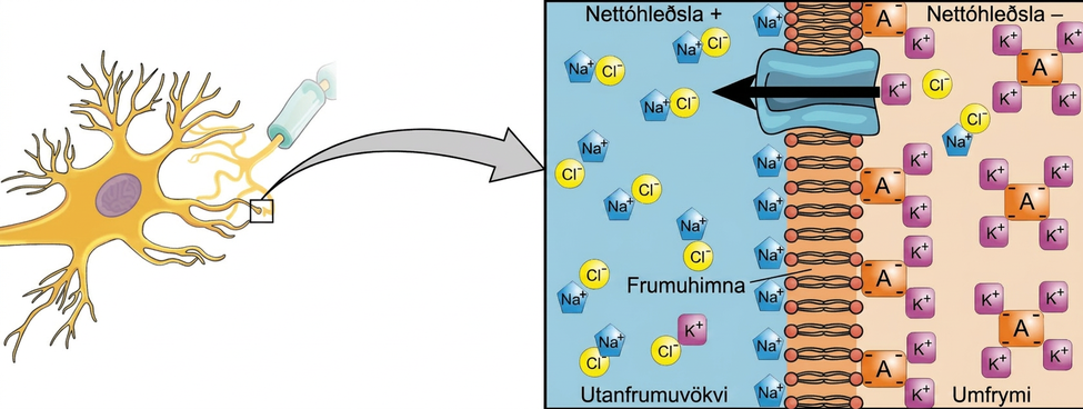 A close-up illustration depicts the difference in charges across the cell membrane, and shows how Na+ and K+ cells concentrate more closely near the membrane.