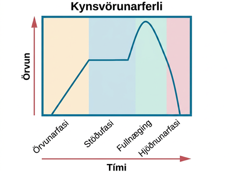 Línurit með titlinum „Kynsvörunarferli“ hefur x-ás merktan „tími“ og y-ás merktan „örvun“. Fjórir fasar eru sýndir: örvunarfasi, stöðufasi, fullnæging og hjöðnunarfasi.