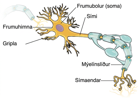 An illustration shows a neuron with labeled parts for the cell membrane, dendrite, cell body, axon, and terminal buttons. A myelin sheath covers part of the neuron.