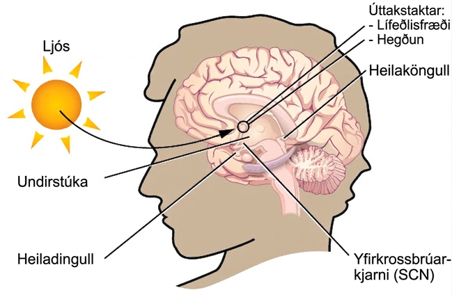In this graphic, the outline of a person’s head facing left is situated to the right of a picture of the sun, which is labeled ”light” with an arrow pointing to a location in the brain where light input is processed. Inside the head is an illustration of a brain with the following parts’ locations identified: Suprachiasmatic nucleus (SCN), Hypothalamus, Pituitary gland, Pineal gland, and Output rhythms: Physiology and Behavior.