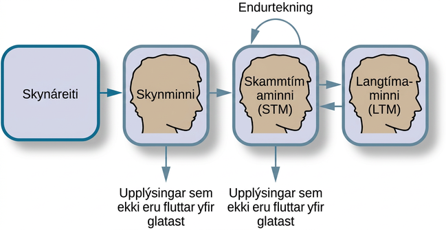 Flæðirit sýnir hvernig skynáreiti fer í skynminni, þaðan í skammtímaminni (STM) og síðan í langtímaminni (LTM). Endurtekning heldur upplýsingum í skammtímaminni, upplýsingar geta borist aftur úr langtímaminni í skammtímaminni og hluti upplýsinga glatast á hverju stigi.
