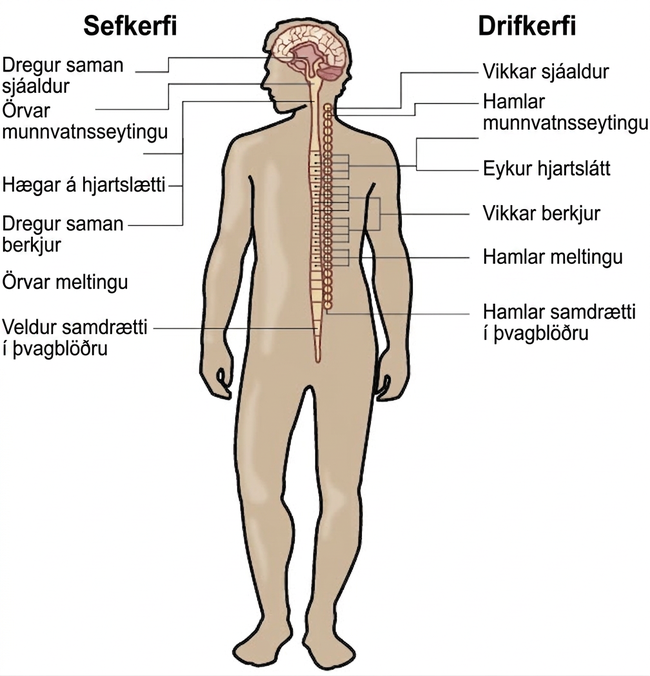 A diagram of a human body lists the different functions of the sympathetic and parasympathetic nervous system. The parasympathetic system can constrict pupils, stimulate salivation, slow heart rate, constrict bronchi, stimulate digestion, stimulate bile secretion, and cause the bladder to contract. The sympathetic nervous system can dilate pupils, inhibit salivation, increase heart rate, dilate bronchi, inhibit digestion, stimulate the breakdown of glycogen, stimulate secretion of adrenaline and noradrenaline, and inhibit contraction of the bladder.