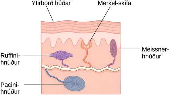Skýringarmynd sýnir húðyfirborð og undir því mismunandi nema: Pacini-hnúð, Ruffini-hnúð, Merkel-skífu og Meissner-hnúð.