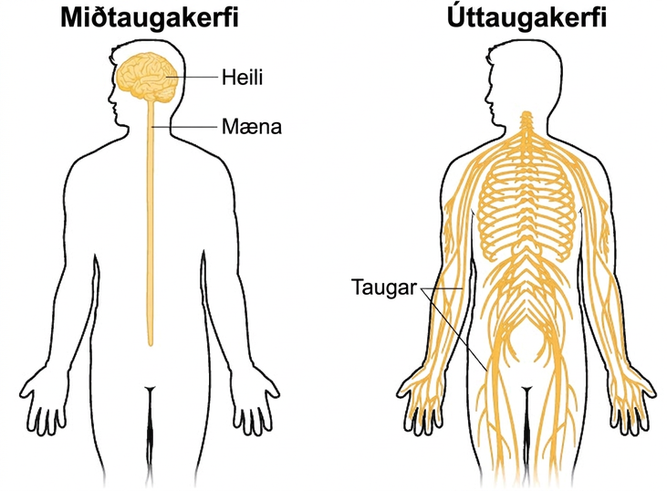 An illustrated outline of a human body labeled “central nervous system” shows the location of the “brain” and “spinal cord.” An illustrated outline of the human body labeled “peripheral nervous system” shows many “nerves” inside the body.
