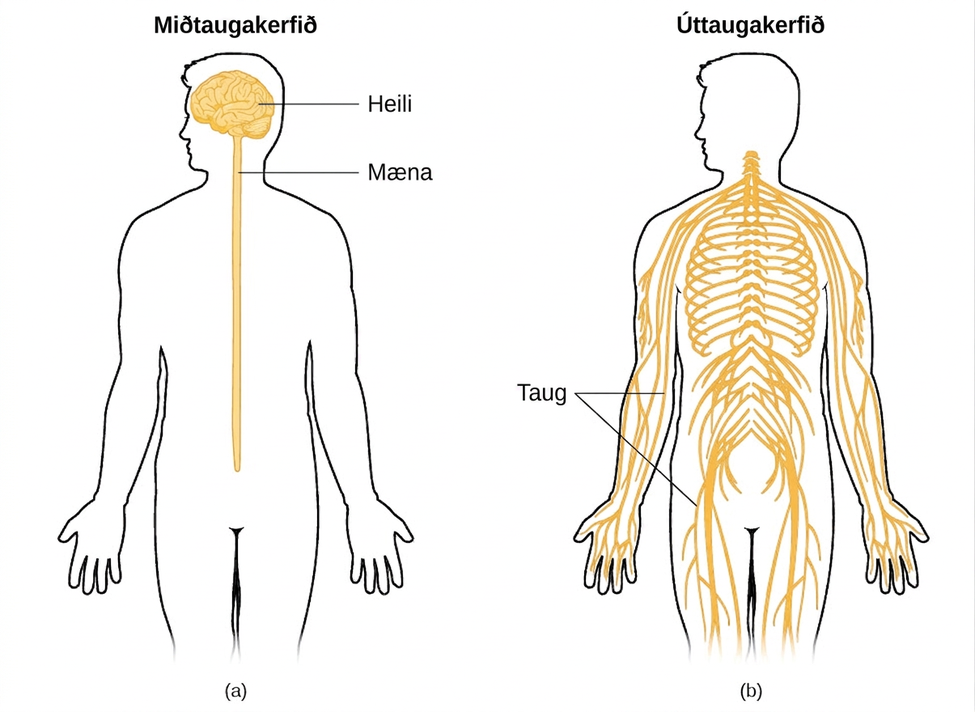 Image (a) shows an outline of a human body with the brain and spinal cord illustrated. Image (b) shows an outline of a human body with a network of nerves depicted.