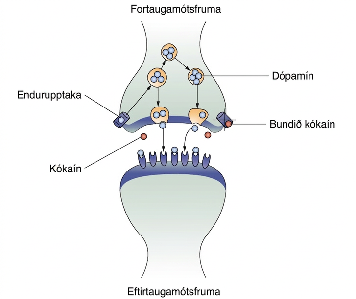 An illustration of a presynaptic cell and a postsynaptic cell shows these cells’ interactions with cocaine and dopamine molecules. The presynaptic cell contains two cylinder-shaped channels, one on each side near where it faces the postsynaptic cell. The postsynaptic cell contains several receptors, side-by-side across the area that faces the presynaptic cell. In the space between the two cells, there are both cocaine and dopamine molecules. One of the cocaine molecules attaches to one of the presynaptic cell’s channels. This cocaine molecule is labeled “bound cocaine.” An X-shape is shown over the top of the bound cocaine and the channel to indicate that the cocaine does not enter the presynaptic cell. A dopamine molecule is shown inside of the presynaptic cell’s other channel. Arrows connect this dopamine molecule to several others inside of the presynaptic cell. More arrows connect to more dopamine molecules, tracing their paths from the channel into the presynaptic cell, and out into the space between the presynaptic cell and the postsynaptic cell. Arrows extend from two of the dopamine molecules in this in-between space to the postsynaptic cell’s receptors. Only the dopamine molecules are shown binding to the postsynaptic cell’s receptors.
