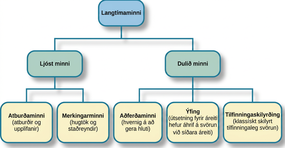 Skýringarmynd sýnir langtímaminni greinast í ljóst minni og dulið minni. Ljóst minni greinist í atburðaminni og merkingarminni, en dulið minni greinist í aðferðaminni, ýfingu og tilfinningaskilyrðingu.