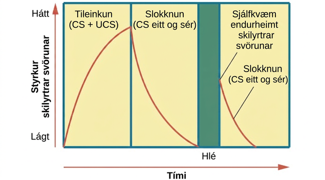 Línurit sýnir tileinkun, slokknun, hlé og sjálfkvæma endurheimt skilyrtrar svörunar yfir tíma.